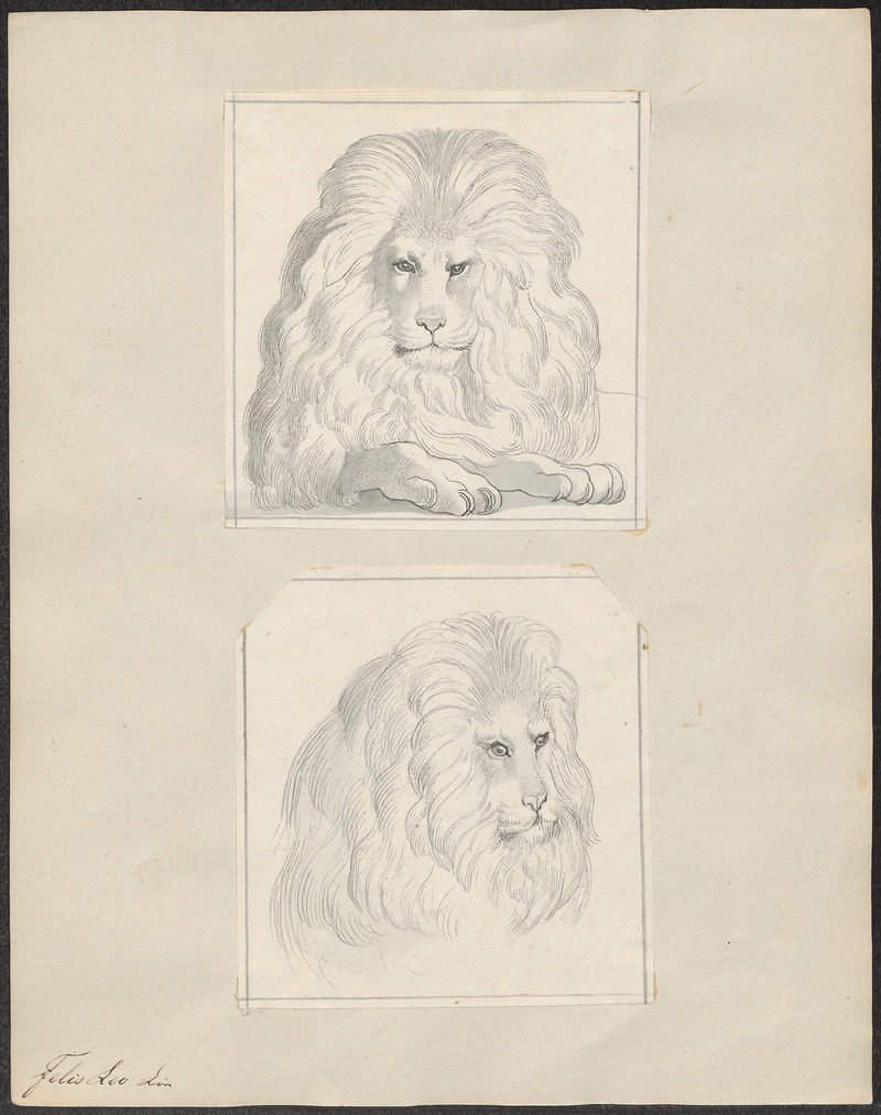 Felis leo - 1700-1880 - Print - Iconographia Zoologica - Special Collections University of Amsterdam - UBA01 IZ22100049.jpg