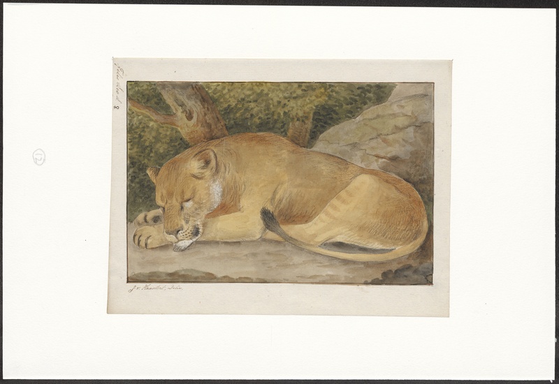 Felis leo - 1753-1834 - Print - Iconographia Zoologica - Special Collections University of Amsterdam - UBA01 IZA1000220.jpg