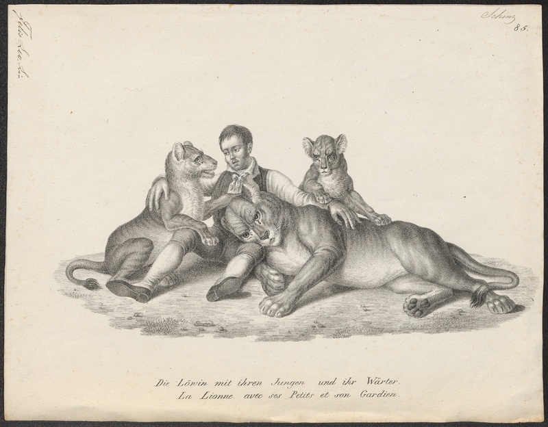 Felis leo - 1809-1845 - Print - Iconographia Zoologica - Special Collections University of Amsterdam - UBA01 IZ22100069.jpg