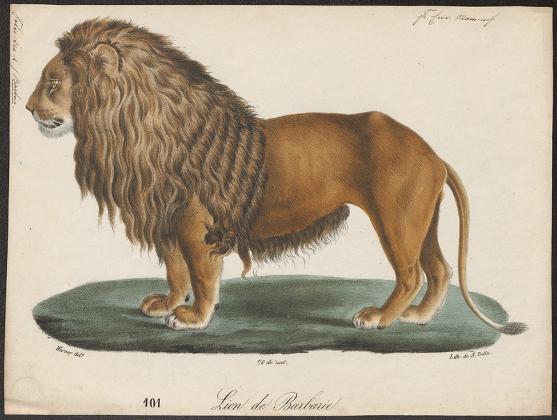 Felis leo - 1818-1842 - Print - Iconographia Zoologica - Special Collections University of Amsterdam - UBA01 IZ22100007.jpg