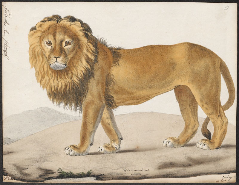 Felis leo - 1818-1842 - Print - Iconographia Zoologica - Special Collections University of Amsterdam - UBA01 IZ22100017.jpg