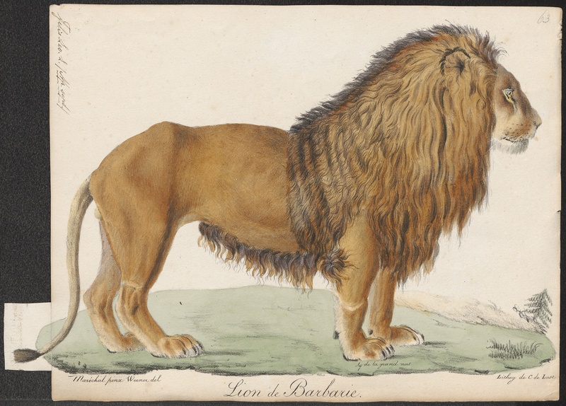 Felis leo - 1818-1842 - Print - Iconographia Zoologica - Special Collections University of Amsterdam - UBA01 IZ22100029.jpg