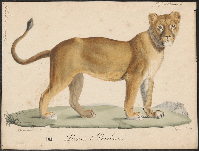 Felis leo - 1818-1842 - Print - Iconographia Zoologica - Special Collections University of Amsterdam - UBA01 IZ22100055.jpg