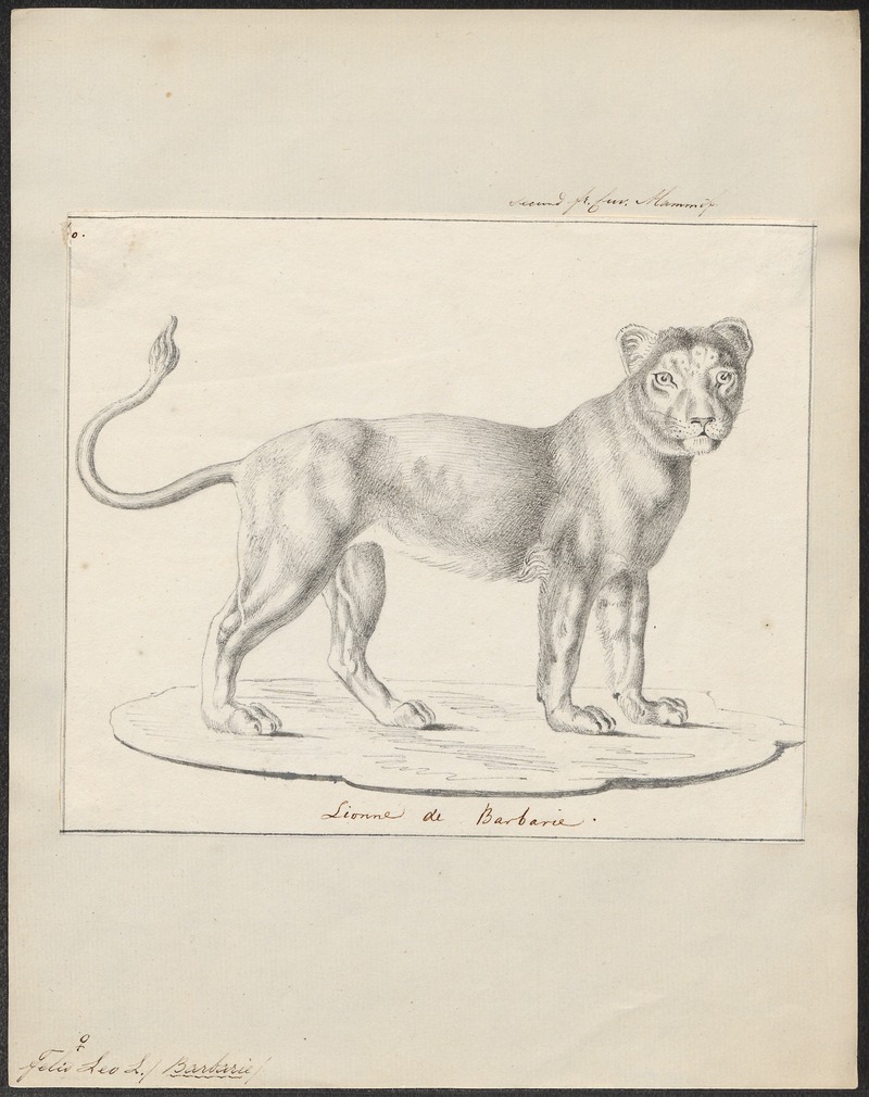 Felis leo - 1818-1842 - Print - Iconographia Zoologica - Special Collections University of Amsterdam - UBA01 IZ22100061.jpg