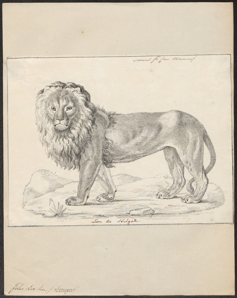 Felis leo - 1818-1842 - Print - Iconographia Zoologica - Special Collections University of Amsterdam - UBA01 IZ22100063.jpg