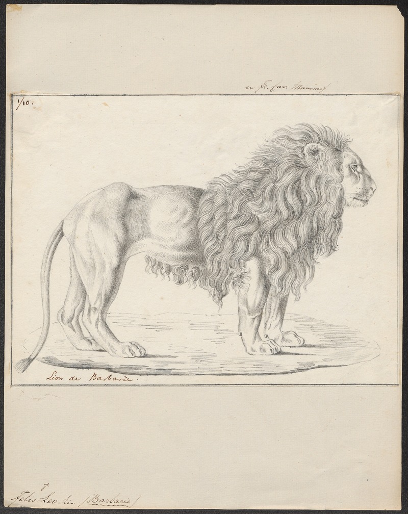Felis leo - 1818-1842 - Print - Iconographia Zoologica - Special Collections University of Amsterdam - UBA01 IZ22100065.jpg