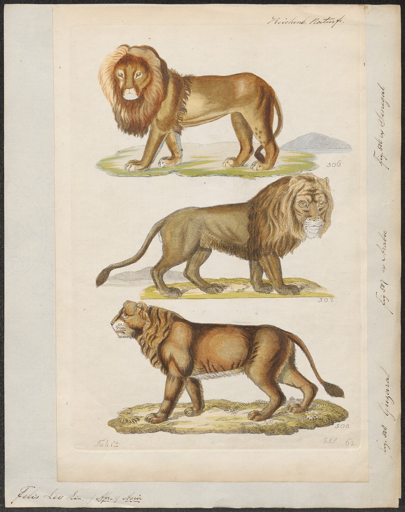 Felis leo - 1834 - Print - Iconographia Zoologica - Special Collections University of Amsterdam - UBA01 IZ22100001.jpg