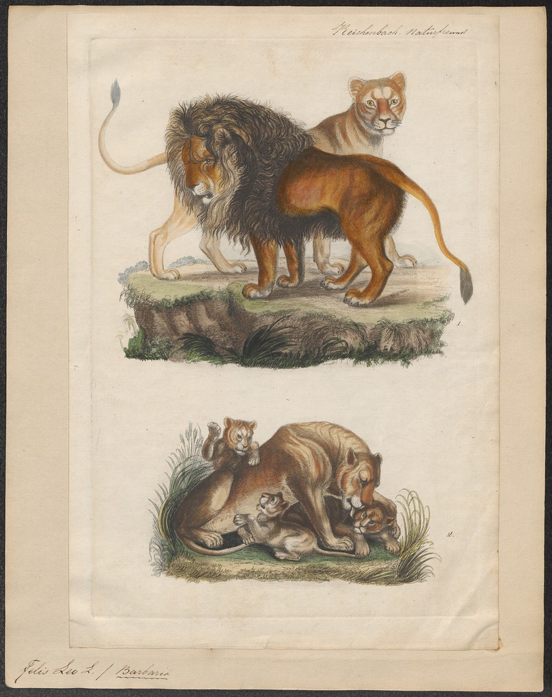 Felis leo - 1834 - Print - Iconographia Zoologica - Special Collections University of Amsterdam - UBA01 IZ22100013.jpg