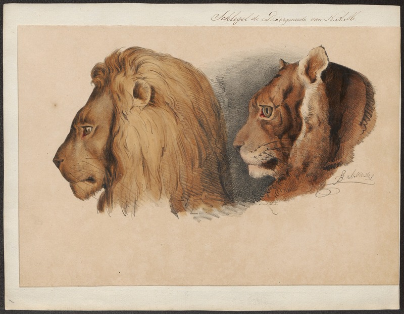 Felis leo - 1842-1849 - Print - Iconographia Zoologica - Special Collections University of Amsterdam - UBA01 IZ22100003.jpg