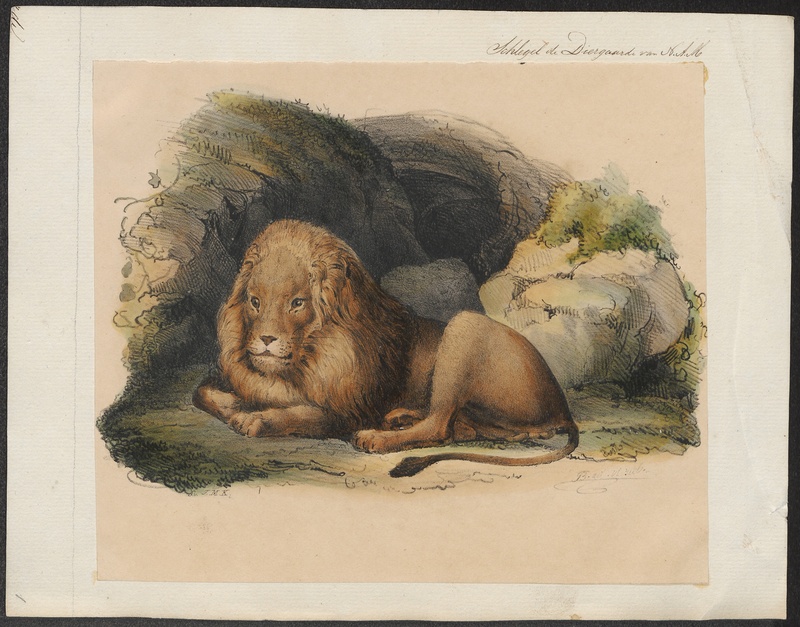 Felis leo - 1842-1849 - Print - Iconographia Zoologica - Special Collections University of Amsterdam - UBA01 IZ22100025.jpg
