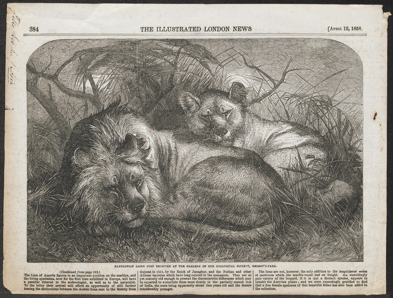 Felis leo - 1856 - Print - Iconographia Zoologica - Special Collections University of Amsterdam - UBA01 IZ22100023.jpg