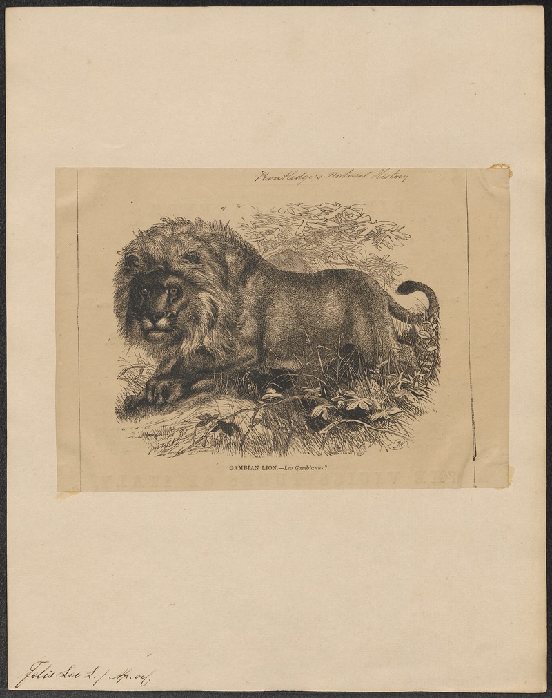 Felis leo - 1862-1876 - Print - Iconographia Zoologica - Special Collections University of Amsterdam - UBA01 IZ22100051.jpg