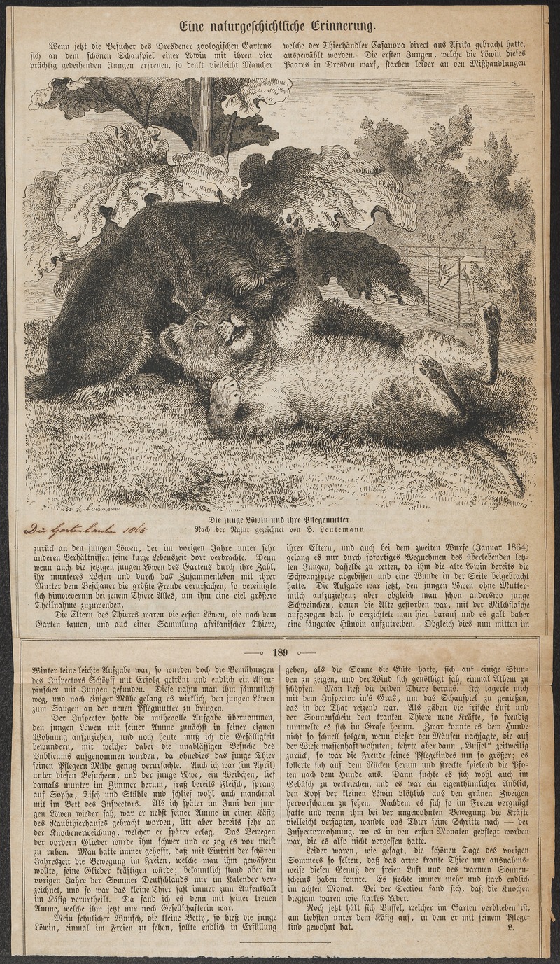 Felis leo - 1865 - Print - Iconographia Zoologica - Special Collections University of Amsterdam - UBA01 IZ22100067.jpg