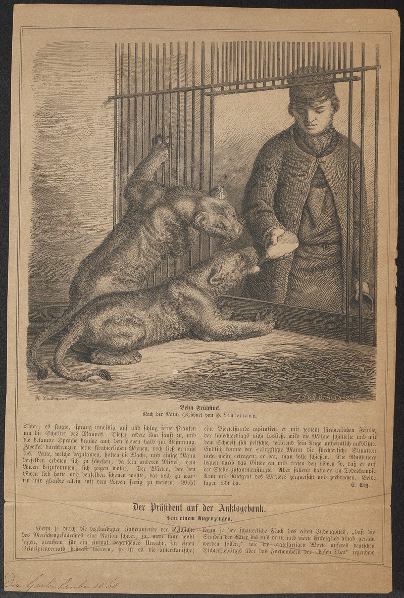 Felis leo - 1868 - Print - Iconographia Zoologica - Special Collections University of Amsterdam - UBA01 IZ22100053.jpg