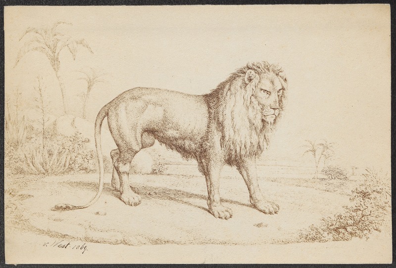 Felis leo - 1869 - Print - Iconographia Zoologica - Special Collections University of Amsterdam - UBA01 IZ22100047.jpg