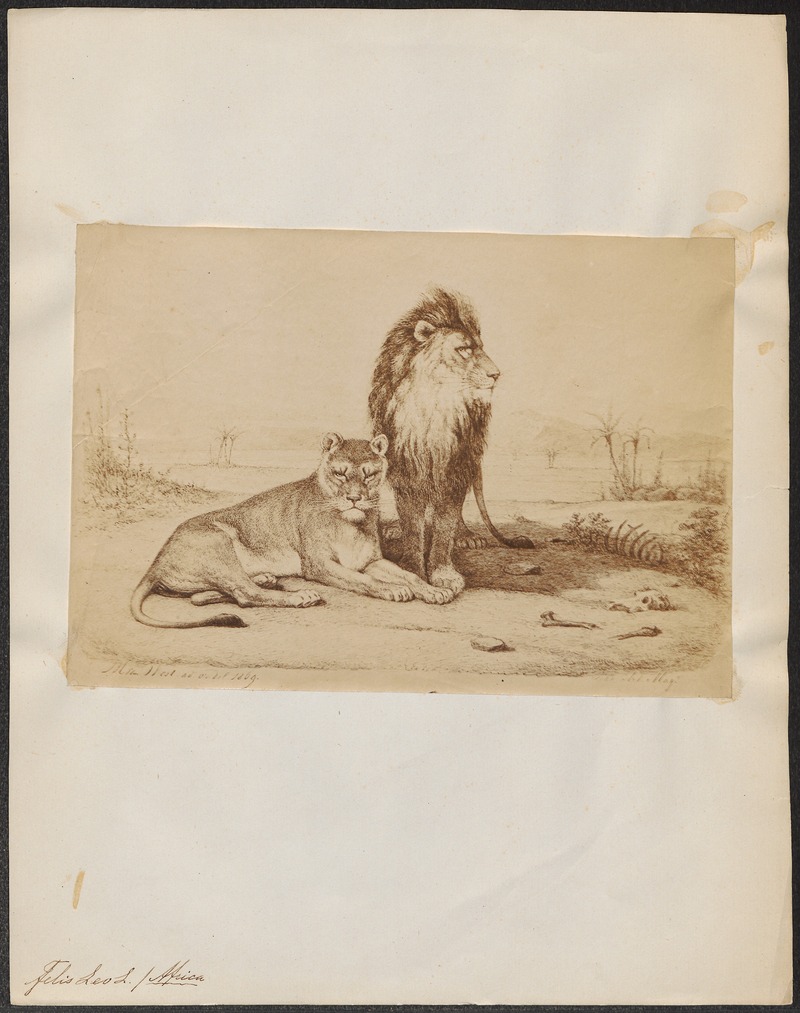 Felis leo - 1869 - Print - Iconographia Zoologica - Special Collections University of Amsterdam - UBA01 IZ22100057.jpg