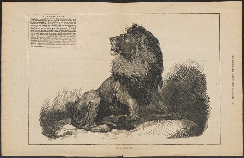 Felis leo - 1874 - Print - Iconographia Zoologica - Special Collections University of Amsterdam - UBA01 IZ22100059.jpg
