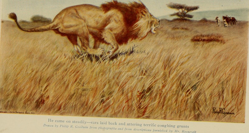 African game trails; (1910) (17918654676).jpg