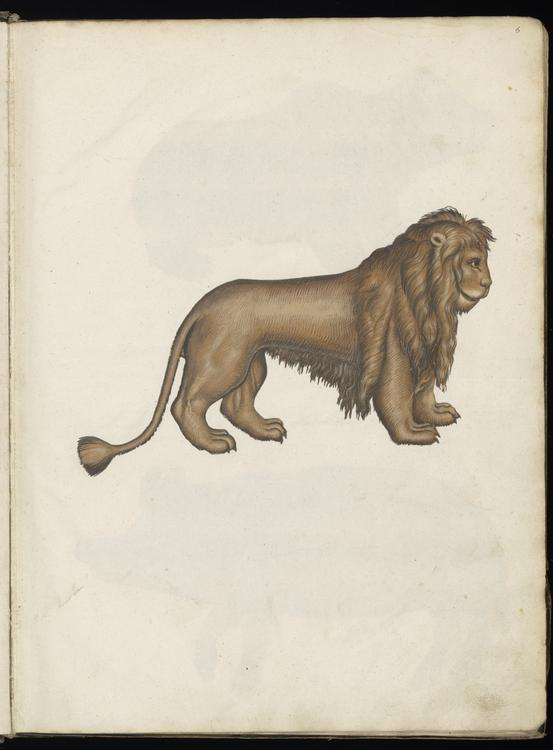 Animal drawings collected by Felix Platter, p2 - (76).jpg