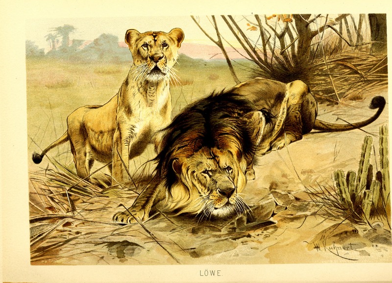 Brehms Tierleben - allgemeine Kunde des Tierreichs - mit 1800 Abbildungen im Text, 9 Karten und 180 Tafeln in Farbendruck und Holzschnitt (1890) (20226510708).jpg