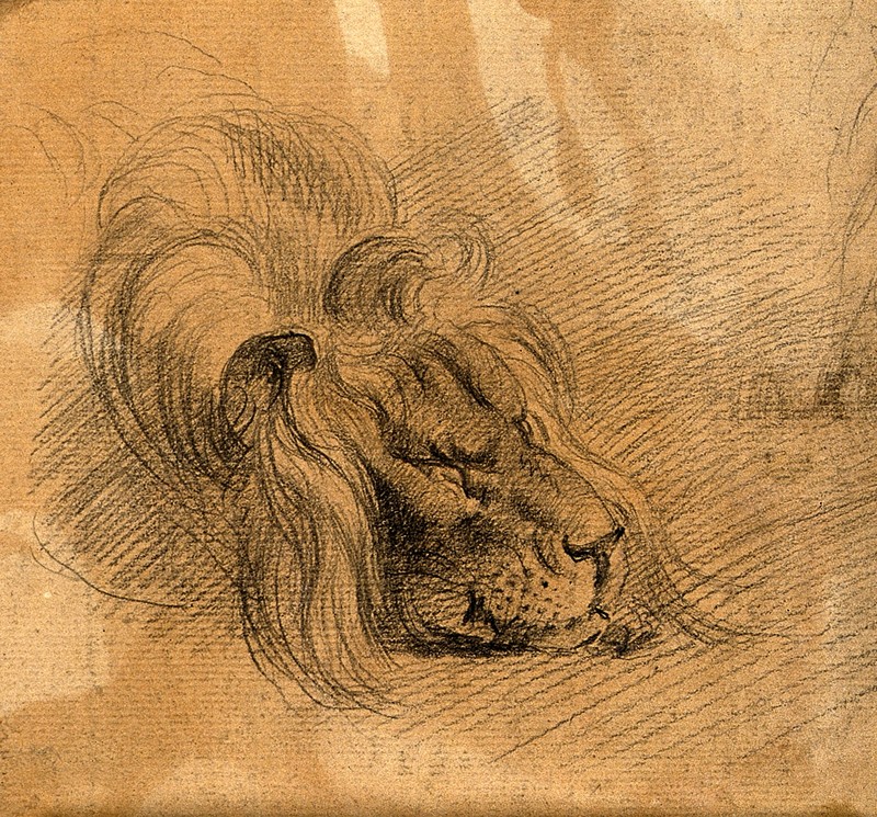 Head of a sleeping lion. Drawing, c. 1789. Wellcome V0009298ER.jpg