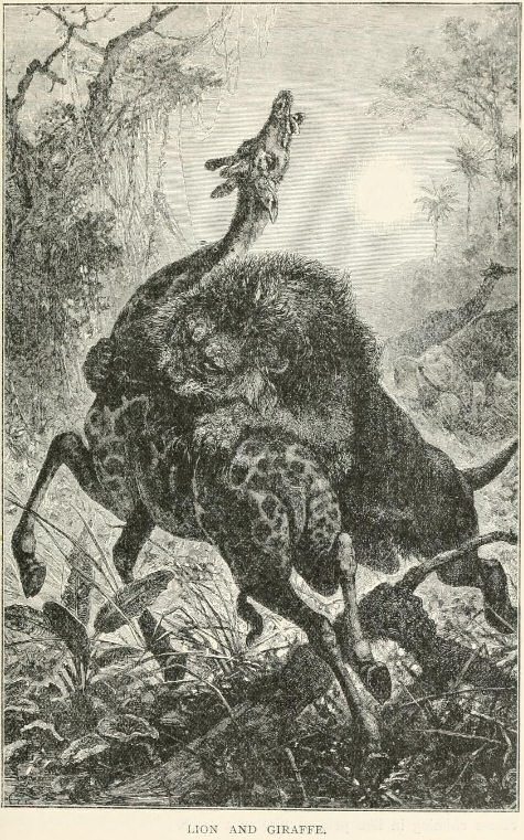 Henry Scherren Lion and Giraffe 1895.jpg