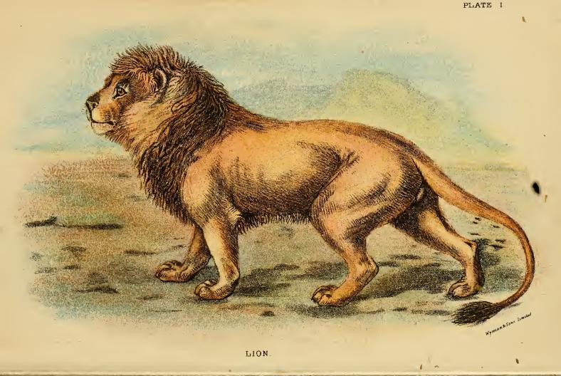Lydekker - Lion.JPG