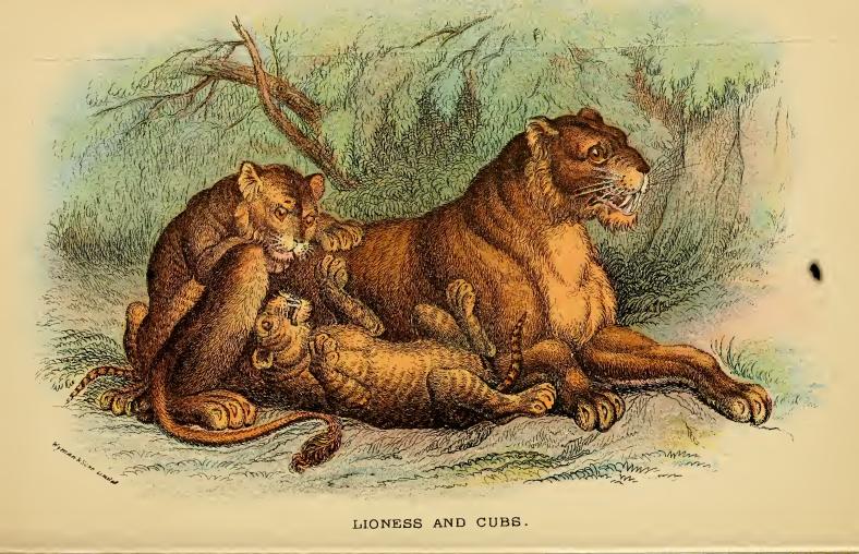 Lydekker - Lioness and cubs.JPG