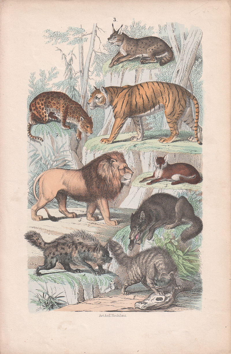 Mammals - Säugetiere, Emil Hochdanz (3).jpg