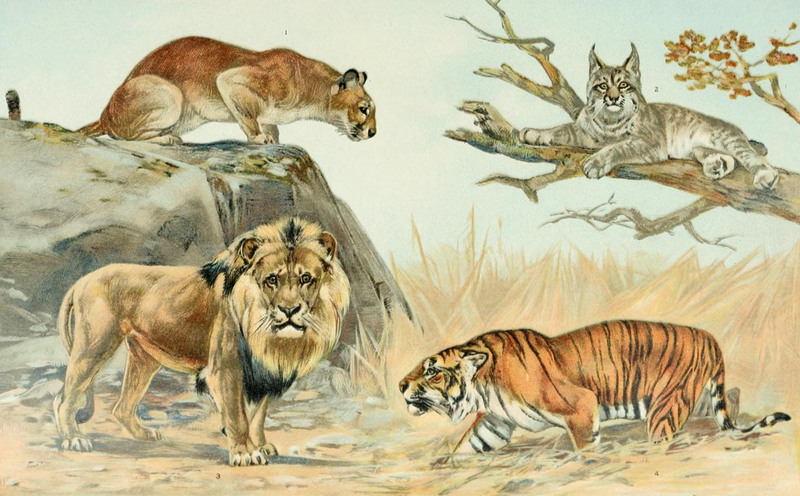 NIE 1905 Lion - cat family - Felidæ.jpg