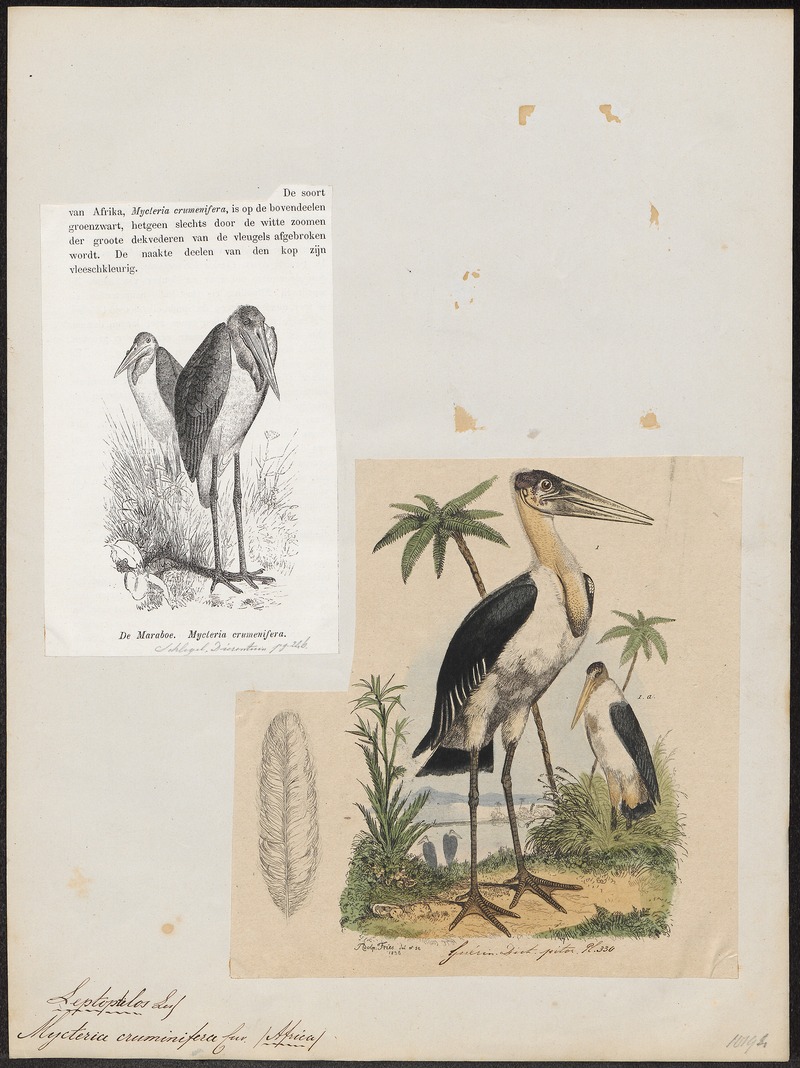 Leptoptilos crumeniferus - 1836 - Print - Iconographia Zoologica - Special Collections University of Amsterdam - UBA01 IZ17600059.jpg