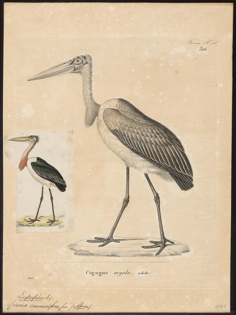 Leptoptilos crumeniferus - 1700-1880 - Print - Iconographia Zoologica - Special Collections University of Amsterdam - UBA01 IZ17600061.jpg