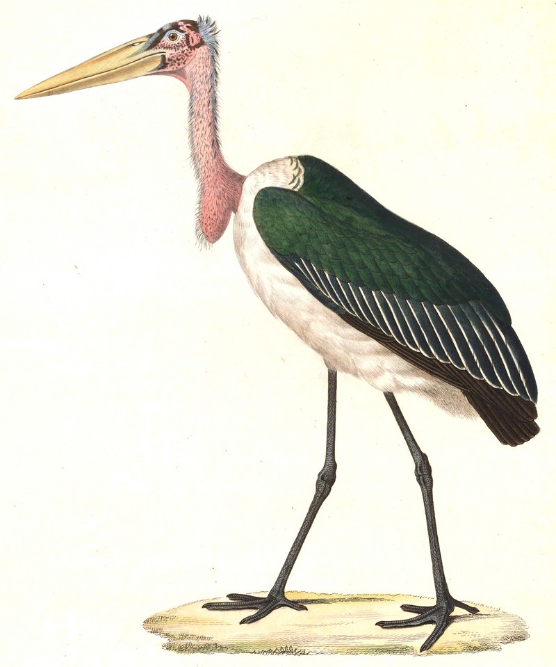 Leptoptilos crumeniferus 1838.jpg