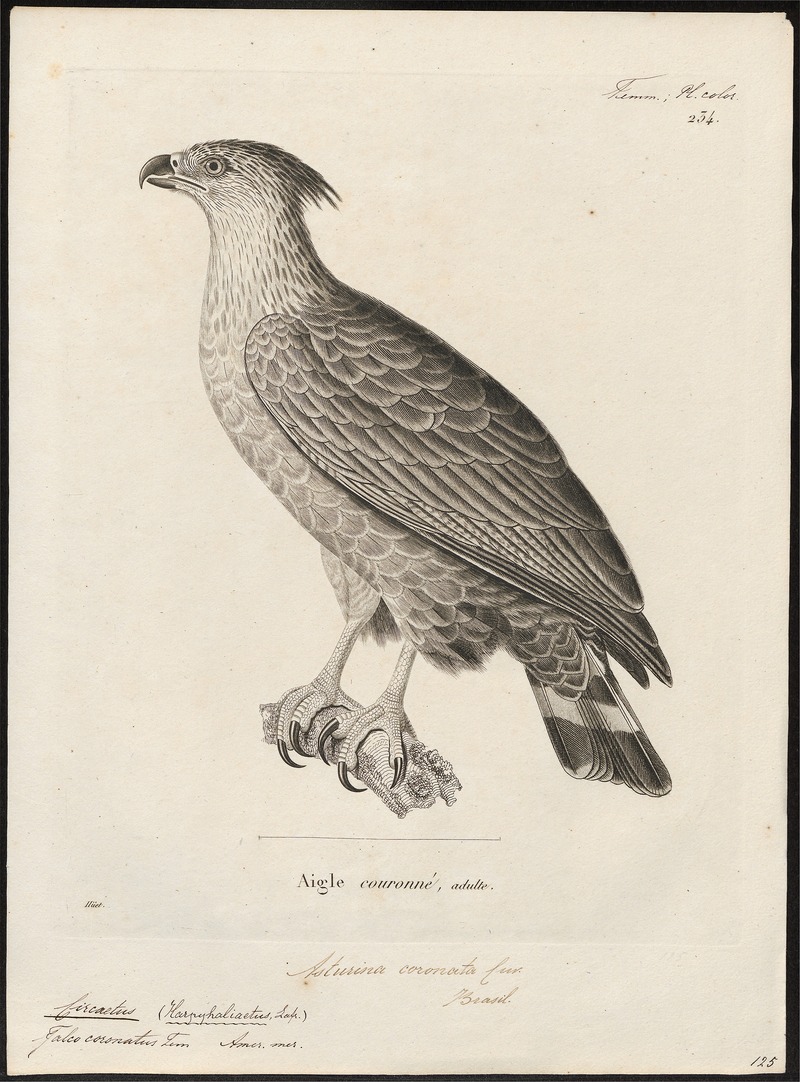 Circaëtus coronatus - 1700-1880 - Print - Iconographia Zoologica - Special Collections University of Amsterdam - UBA01 IZ18100261.jpg