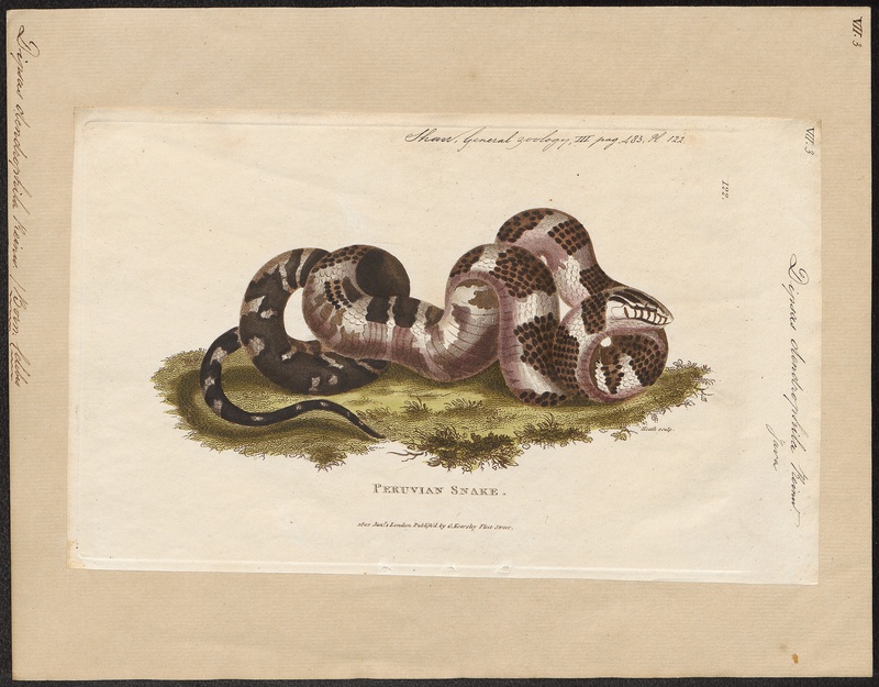 Dipsas dendrophila - 1700-1880 - Print - Iconographia Zoologica - Special Collections University of Amsterdam - UBA01 IZ12000021.jpg