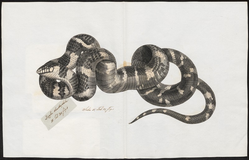 Coluber severus - 1700-1880 - Print - Iconographia Zoologica - Special Collections University of Amsterdam - UBA01 IZ12100077.jpg
