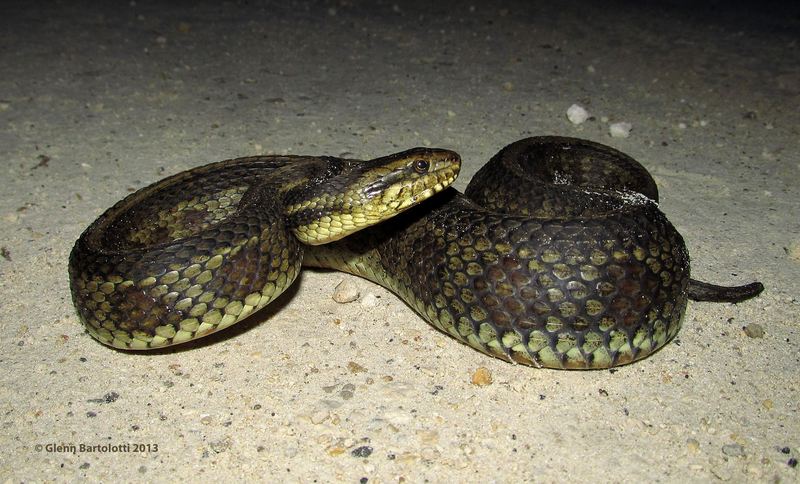 Gulf Salt Marsh Snake (Nerodia clarkii clarkii).jpg