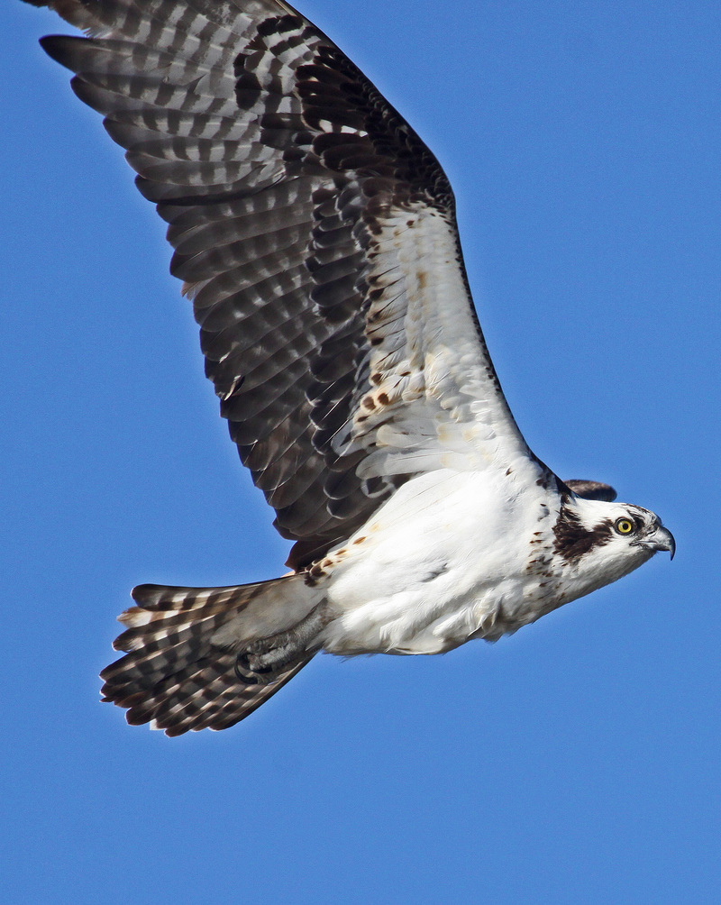 Osprey - Pandion haliaetus, Occoquan Bay Wildlife Refuge, Woodbridge, Virginia - 6861369520 - osprey, fish eagle (Pandion haliaetus).jpg