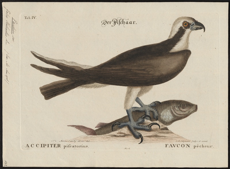 Pandion carolinensis - 1700-1880 - Print - Iconographia Zoologica - Special Collections University of Amsterdam - UBA01 IZ18100281.jpg