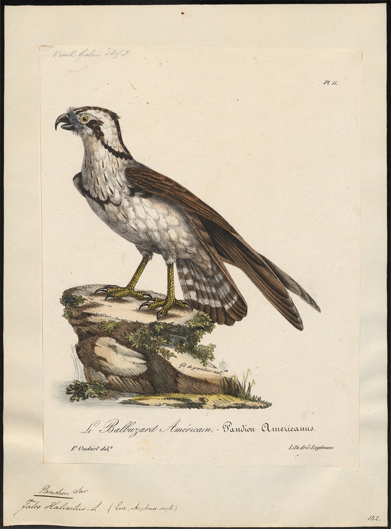 Pandion carolinensis - 1825-1834 - Print - Iconographia Zoologica - Special Collections University of Amsterdam - UBA01 IZ18100283.jpg
