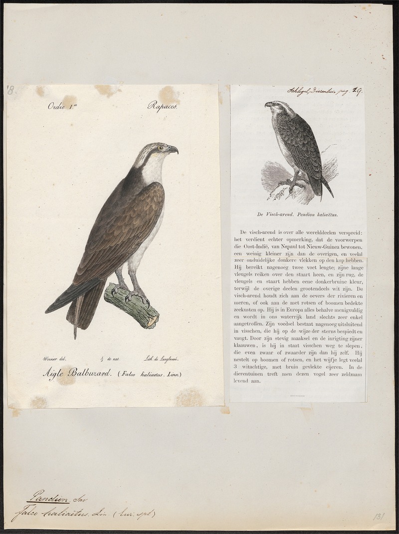 Pandion haliaëtus - 1700-1880 - Print - Iconographia Zoologica - Special Collections University of Amsterdam - UBA01 IZ18100271.jpg