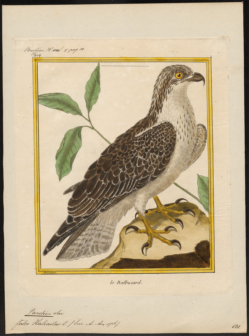 Pandion haliaëtus - 1700-1880 - Print - Iconographia Zoologica - Special Collections University of Amsterdam - UBA01 IZ18100275.jpg