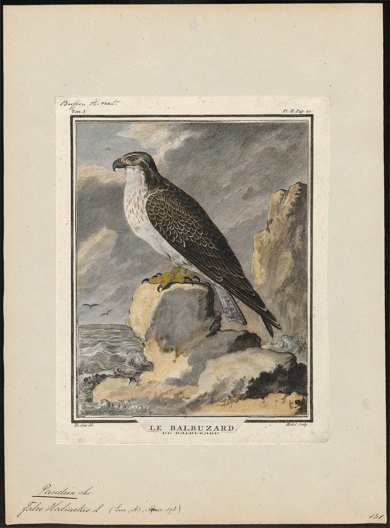 Pandion haliaëtus - 1700-1880 - Print - Iconographia Zoologica - Special Collections University of Amsterdam - UBA01 IZ18100279.jpg