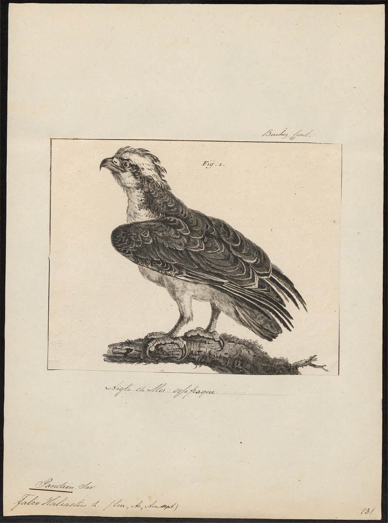 Pandion haliaëtus - 1775-1781 - Print - Iconographia Zoologica - Special Collections University of Amsterdam - UBA01 IZ18100269.jpg