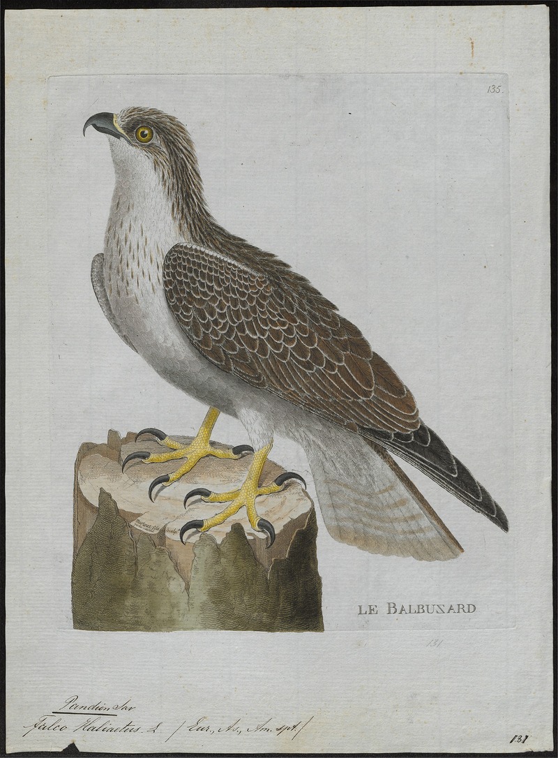 Pandion haliaëtus - 1790-1796 - Print - Iconographia Zoologica - Special Collections University of Amsterdam - UBA01 IZ18100277.jpg