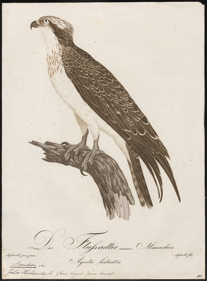 Pandion haliaëtus - 1800-1812 - Print - Iconographia Zoologica - Special Collections University of Amsterdam - UBA01 IZ18100267.jpg