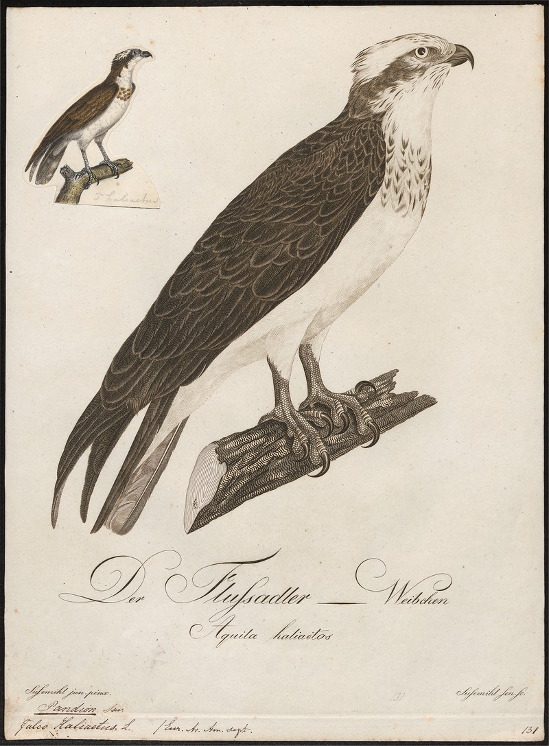 Pandion haliaëtus - 1800-1812 - Print - Iconographia Zoologica - Special Collections University of Amsterdam - UBA01 IZ18100273.jpg