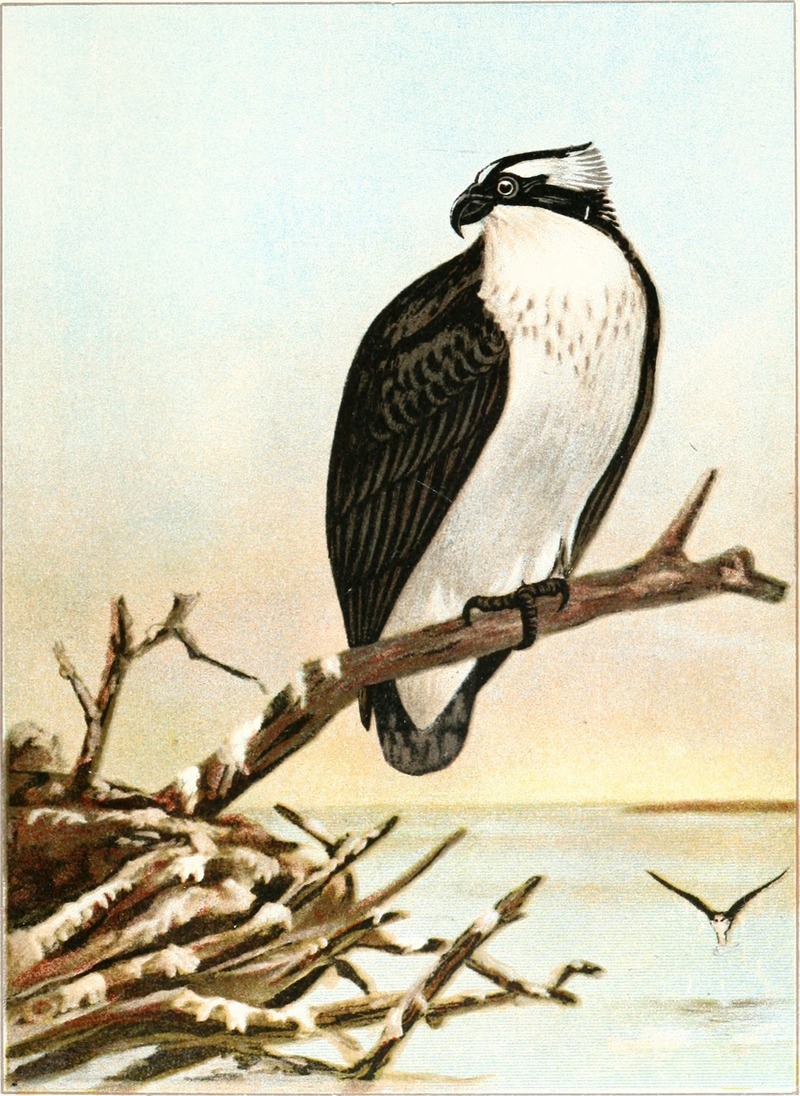 Bird-life - a guide to the study of our common birds (1901) (14565963377).jpg