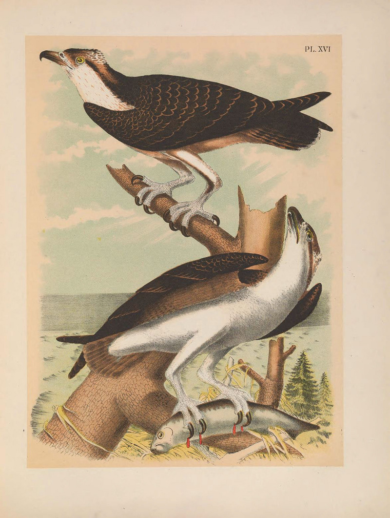 The birds of North America (PL. XVI) (6022686172).jpg