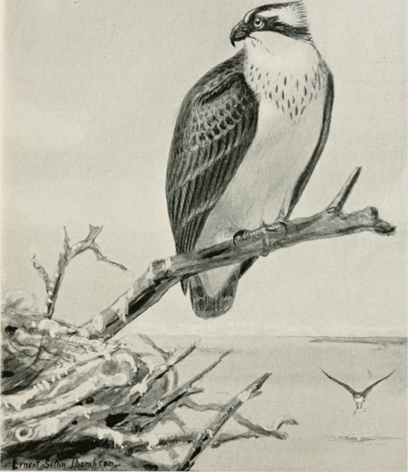 Bird-life; a guide to the study of our common birds (1899) (20383495575).jpg
